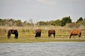 Wild Horses at Shackleford Banks Royalty Free Stock Photo