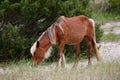 The wild horses of Shackleford Banks Royalty Free Stock Photo