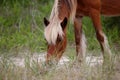 The wild horses of Shackleford Banks Royalty Free Stock Photo