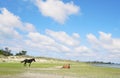 Wild horses on Shackleford Banks near Beaufort , North Carolina Royalty Free Stock Photo