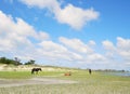 Wild horses on Shackleford Banks near Beaufort , North Carolina Royalty Free Stock Photo