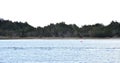 Wild horses on shackleford banks in the outer banks in north carolina Royalty Free Stock Photo