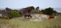 The Wild Horses of Shackleford Banks Royalty Free Stock Photo