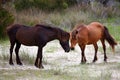 The Wild Horses of Shackleford Banks Royalty Free Stock Photo