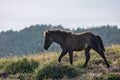 Wild horses in the Sierra de Bobia