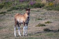 Wild horses in the Sierra de Bobia