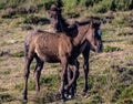 Wild horses in the Sierra de Bobia