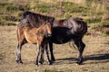 Wild horses in the Sierra de Bobia