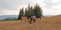 Wild Horses - Small herd with baby foal colt grazing at sunset in the Pryor Mountains Wild Horse Range in Montana USA Royalty Free Stock Photo