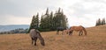 Wild Horses - Small herd with baby foal colt grazing at sunset in the Pryor Mountains Wild Horse Range in Montana USA Royalty Free Stock Photo