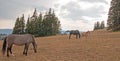 Wild Horses - Small herd band with baby foal colt grazing at sunset in the Pryor Mountains Wild Horse Range in Montana USA Royalty Free Stock Photo