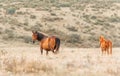 Wild horses of Snowy Mountains Australia Royalty Free Stock Photo