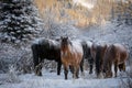 Wild Horses Royalty Free Stock Photo