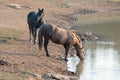 Wild Horses - Sooty Palomino and Black Stallions drinking at the waterhole in the Pryor Mountains Wild Horse Range - Montana USA Royalty Free Stock Photo