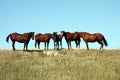 Wild Horses in South Dakota Royalty Free Stock Photo
