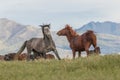 Wild Horses Sparring in the Utah Desert Royalty Free Stock Photo