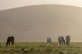 Wild Horses in the Utah Desert Royalty Free Stock Photo