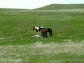 Wild horses stand over a resting colt in south eastern Alberta, Canada Royalty Free Stock Photo