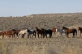 Wild Horses Standing And Feeding