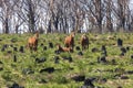 Wild horses standing in a field affected by bushfire in regional Australia Royalty Free Stock Photo