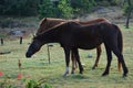 Wild horses standing on grasses. Royalty Free Stock Photo