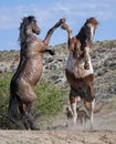 Wild horses standing and hugging in McCullough Peaks Area in cody, Wyoming with blue sky Royalty Free Stock Photo