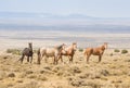 Wild Horses Standing Protectively Around Colt