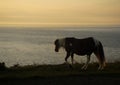 Stumble head wild horses Pembrokeshire sunset Royalty Free Stock Photo