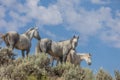 Wild Horses in Colorado in Summer