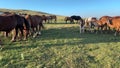 Wild horses in the summit of Mount Subasio