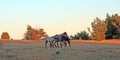 Wild Horses at sunset - Blue Roan Colt nursing his Blue roan mare mother on Tillett Ridge in the Pryor Mountains of Montana USA Royalty Free Stock Photo