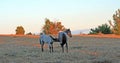 Wild Horses at sunset - Blue Roan Colt nursing his Blue roan mare mother on Tillett Ridge in the Pryor Mountains of Montana USA Royalty Free Stock Photo