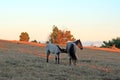 Wild Horses at sunset - Blue Roan Colt nursing his Blue roan mare mother on Tillett Ridge in the Pryor Mountains of Montana USA