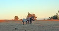 Wild Horses at sunset - Blue Roan Colt nursing his Blue roan mare mother on Tillett Ridge in the Pryor Mountains of Wyoming USA Royalty Free Stock Photo