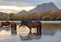 Wild horses at sunset in frton of Red Mountain in the Salt River canyon near Mesa Arizona USA Royalty Free Stock Photo