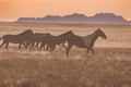 Wild Horses at Sunset Royalty Free Stock Photo