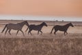 Wild Horses at Sunset Running Royalty Free Stock Photo