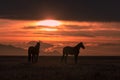 Wild Horses at Sunset in the Utah Desert Royalty Free Stock Photo