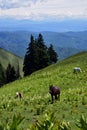 Wild horses in top of the mountain on summer time Royalty Free Stock Photo