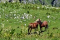 Wild horses in top of the mountain on summer time Royalty Free Stock Photo
