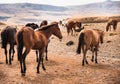 wild horses in the united states praire