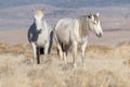 Wild Horses in the Utah desert Royalty Free Stock Photo