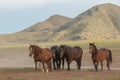Wild Horses in the Utah Desert Royalty Free Stock Photo
