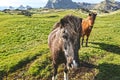 Wild horses at Vestmannaeyjar in Iceland