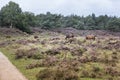 Wild horses from viewpoint De Valenberg, in natrure reserve Planken Wambuis Royalty Free Stock Photo