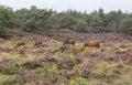 Wild horses from viewpoint De Valenberg, in natrure reserve Planken Wambuis Royalty Free Stock Photo