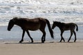 Wild Horses Walking Along The Beach In Corolla, North Carolina