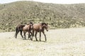 Wild horses walking in a national park