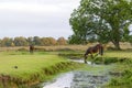 Wild horses and watering place Royalty Free Stock Photo