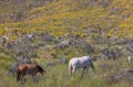 Wild Horses in Wildflowers in the Arizona Desert in Spring Royalty Free Stock Photo